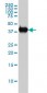 MAPK13 / p38delta Antibody (clone 2D8)